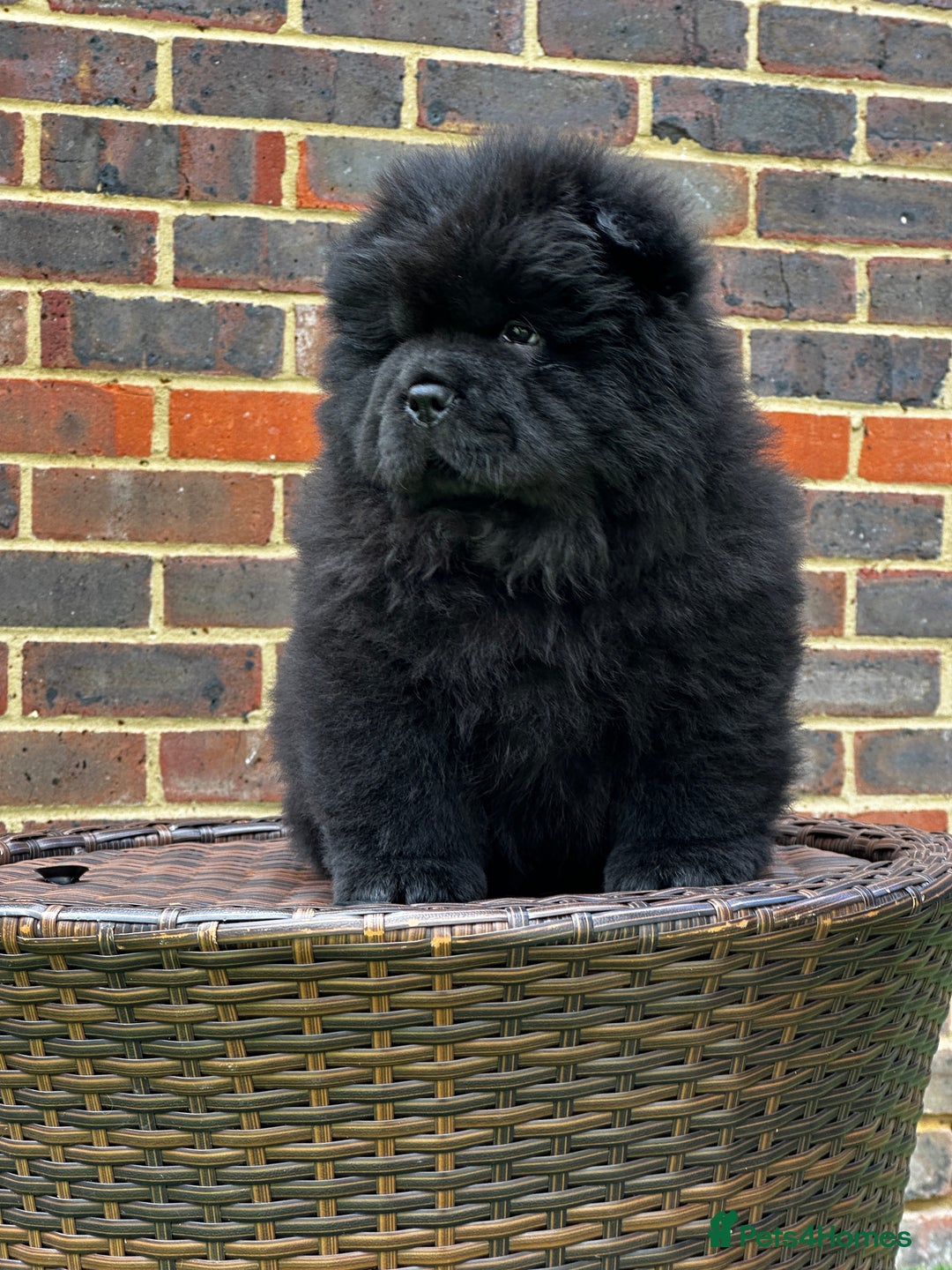 Chow Chow dogs for sale: 🧸🧸Beautiful litter of chow chow puppies🧸🧸 - Image 21