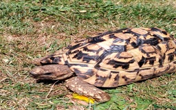 Tortoise reptiles for sale: Leopard Tortoise  - Image 6