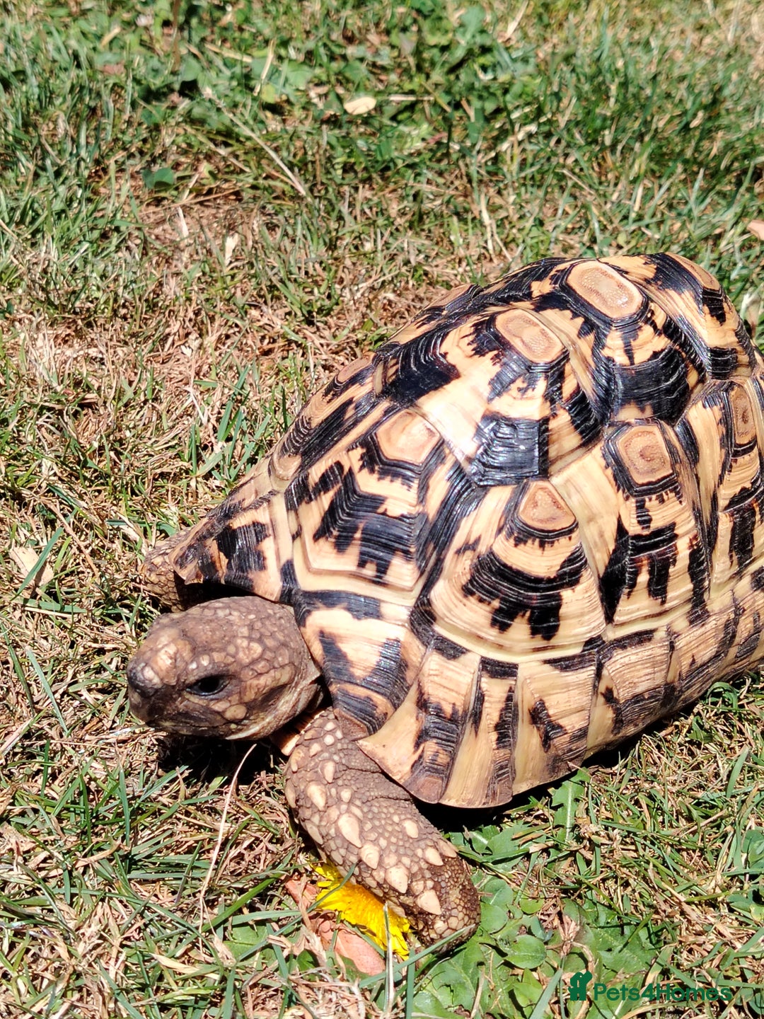 Tortoise reptiles for sale: Leopard Tortoise  - Image 6