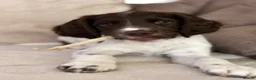 English Springer Spaniel dogs for sale: English Springer spaniel female  - Advert 3