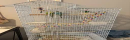 Budgerigars birds for sale: Budgies for sale in Haverfordwest - Advert 2