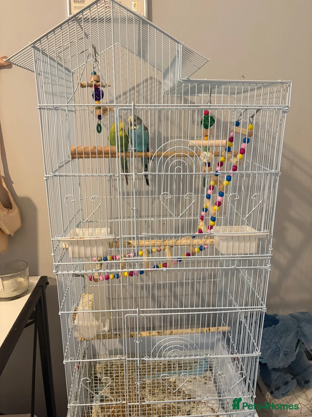 Budgerigars birds for sale: Budgies for sale in Haverfordwest - Advert 2