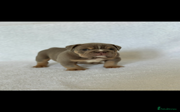 English Bulldog dogs for sale: KC registered English bulldog puppies - Image 9
