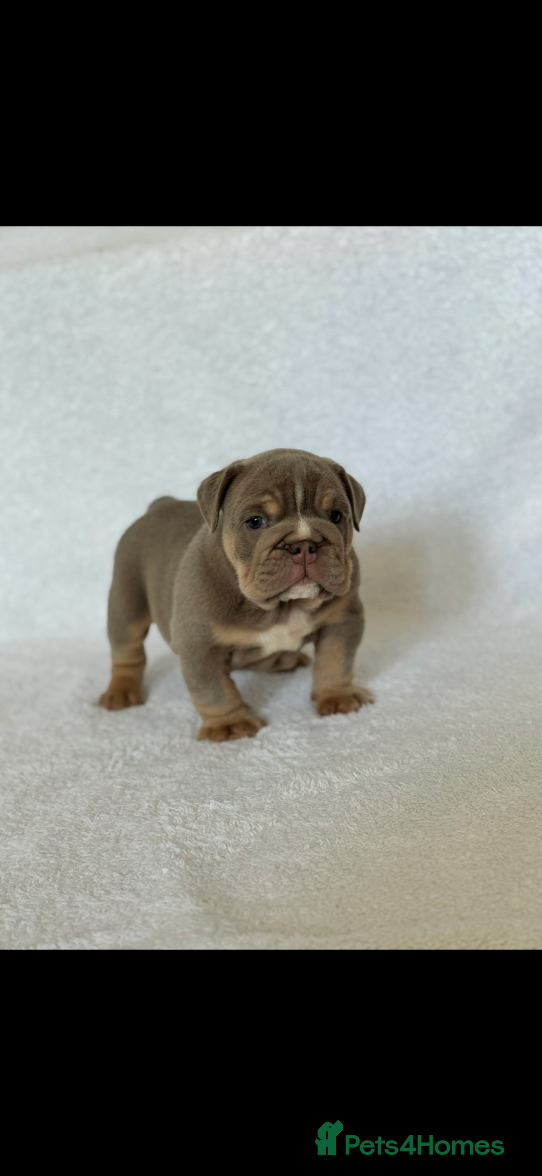 English Bulldog dogs for sale: KC registered English bulldog puppies - Image 9