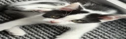 Mixed Breed cats for sale: Kittens  - Advert 18