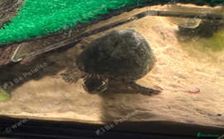 Turtle reptiles - Advert 3