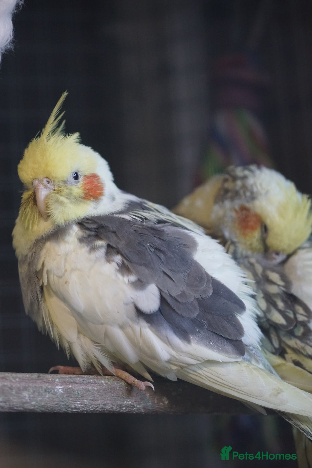 Cockatiels birds for sale: Cockatiels Mixed Genders  - Advert 7
