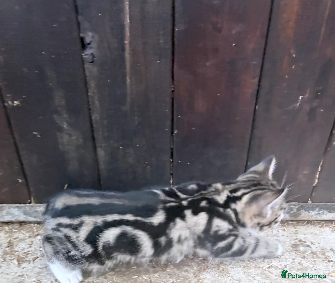 Siberian cats for sale: Beautiful part Siberian tiger striped boy left !!  - Advert 7