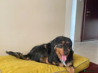 Airedale Terrier dogs Zobi - Airedale Terrier Cross is Ready to Adopt - Advert 1