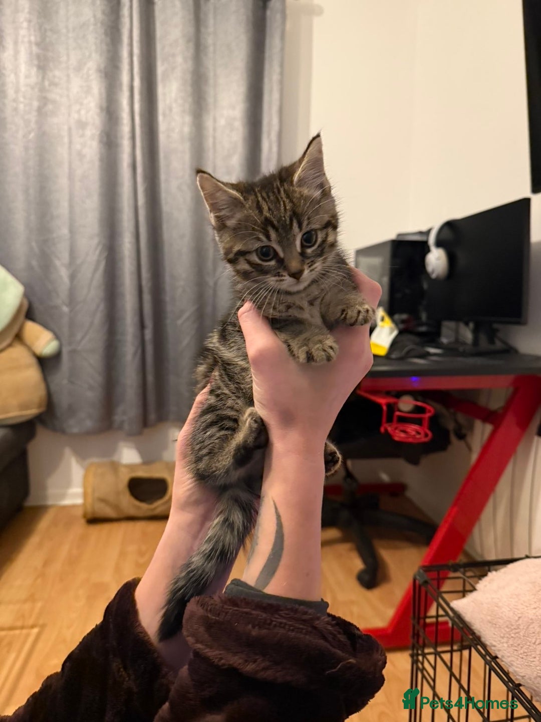 Mixed Breed cats for sale: Kittens for sale - Advert 3