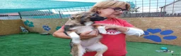 Mixed Breed dogs for adoption: 🐾🌸 MIA – A GENTLE GIRL WITH A BEAUTIFUL SOUL🌸🐾 - Advert 11