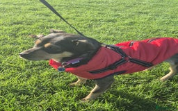 Mixed Breed dogs for adoption: Venice  - Advert 2