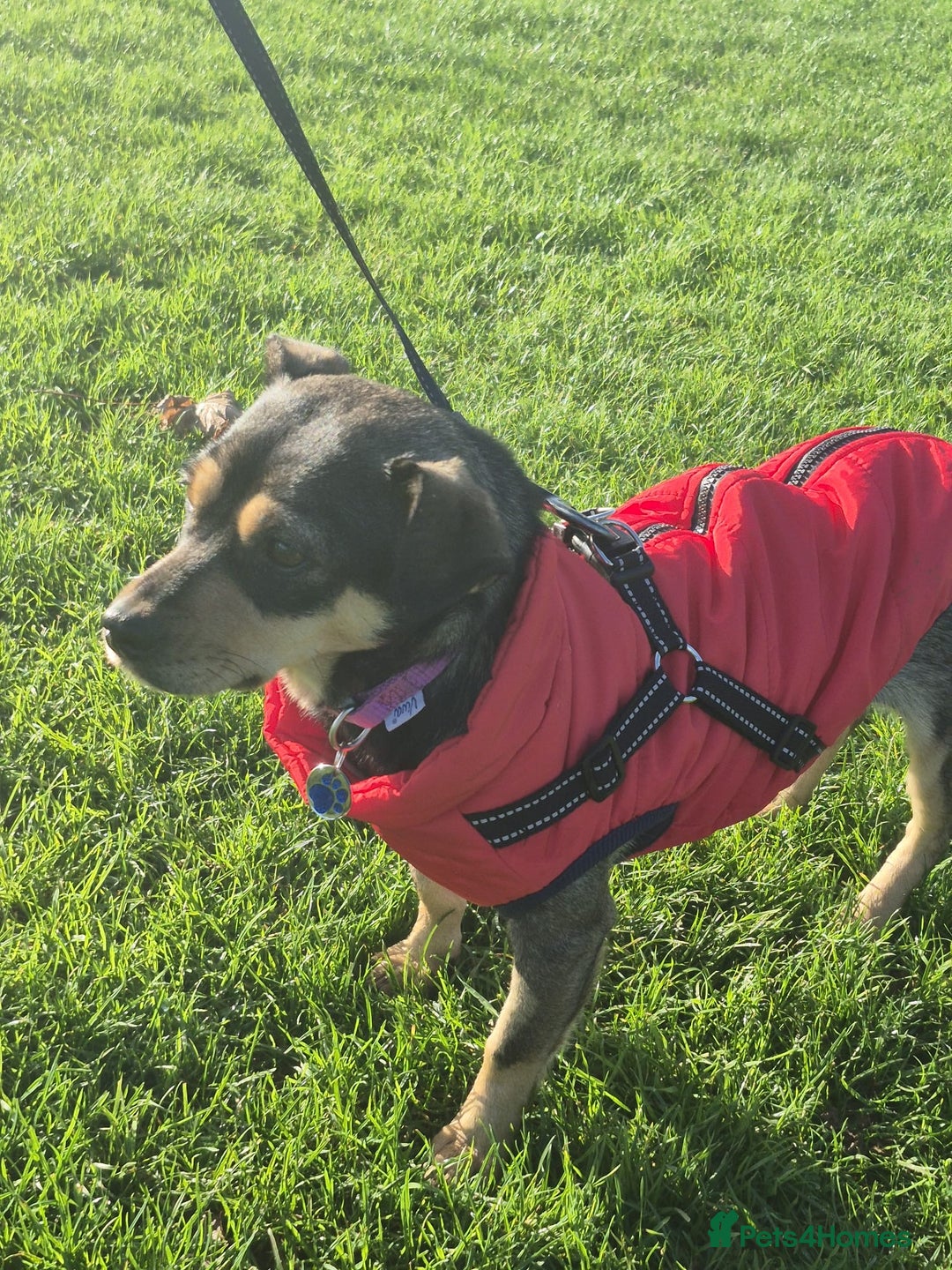 Mixed Breed dogs for adoption: Venice  - Advert 2