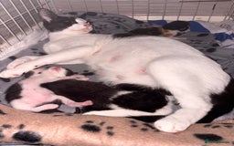 Mixed Breed cats for sale: 3 beautiful kittens for sale - Image 1