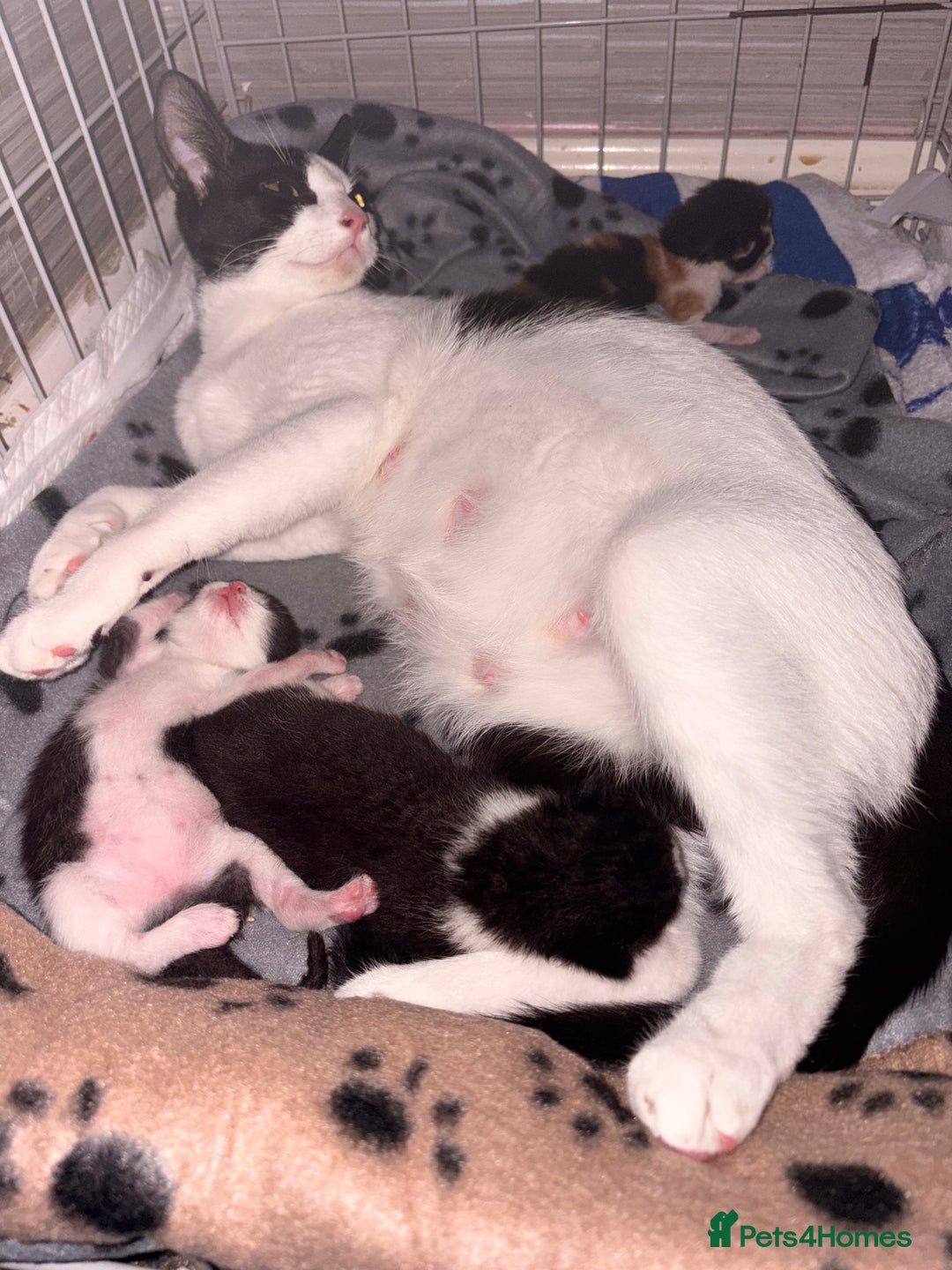 Mixed Breed cats for sale: 3 beautiful kittens for sale - Image 1