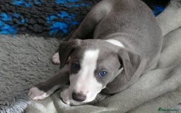 Whippet dogs for sale: Beautiful Pedigree Whippet puppies, healthy happy  - Image 1