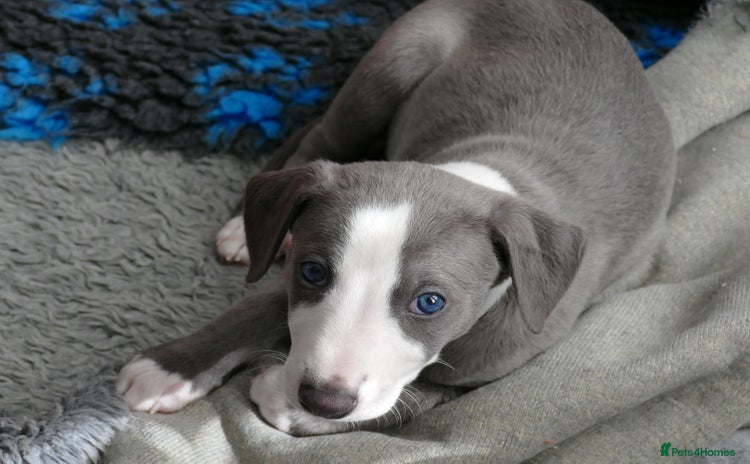 Whippet dogs - Advert 1