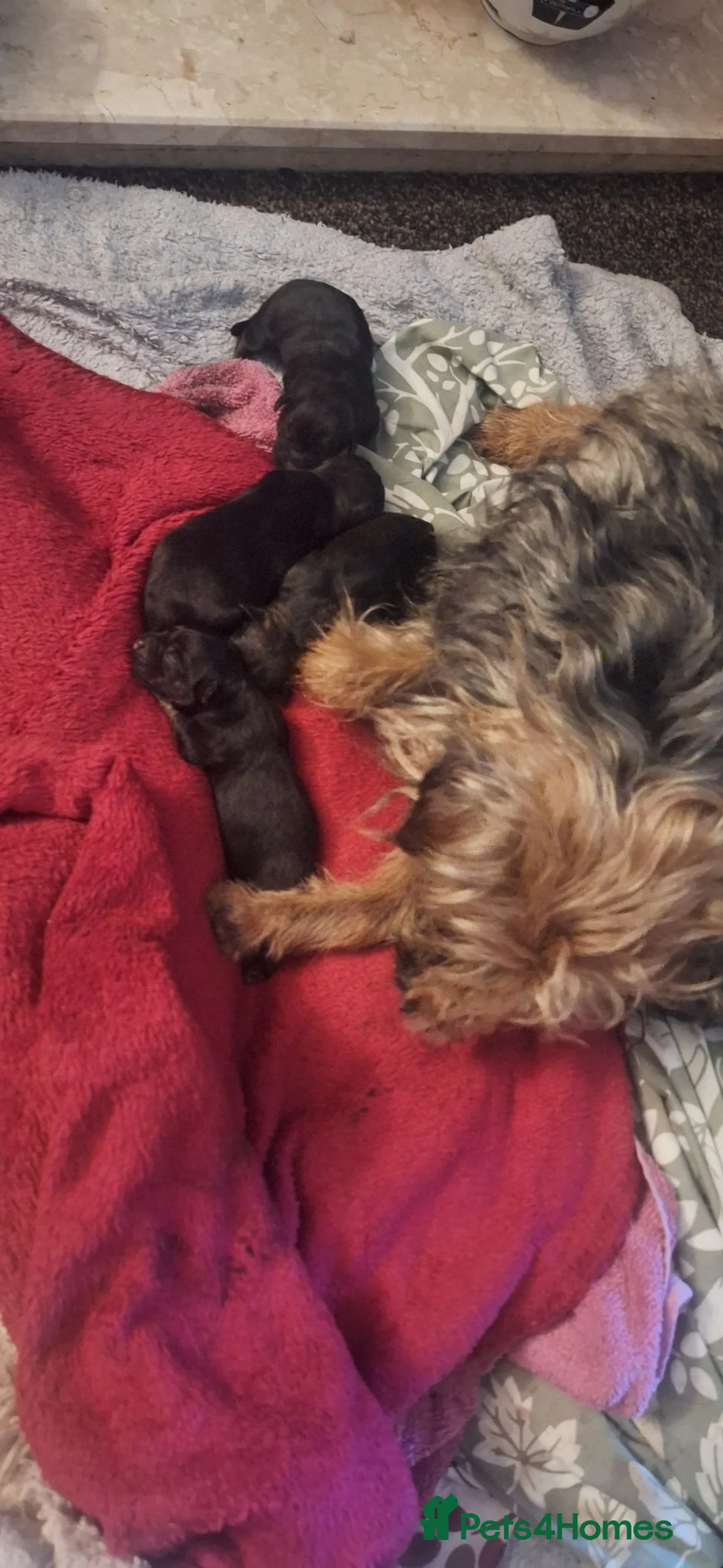Border Terrier dogs for sale: Border terrier puppies SLEMCLR parents  - Advert 10