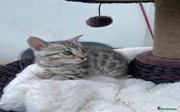Bengal cats for sale: 3 Pure Bengals left  - Image 22