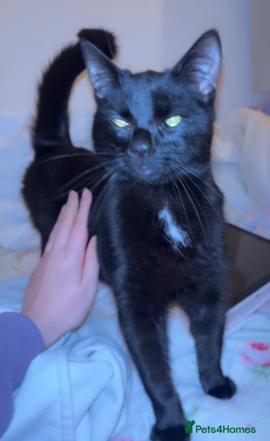 Mixed Breed cats for sale: Male mixed older kitten  - Advert 7