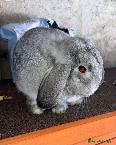 Mini Lop rabbits for sale - Advert 1