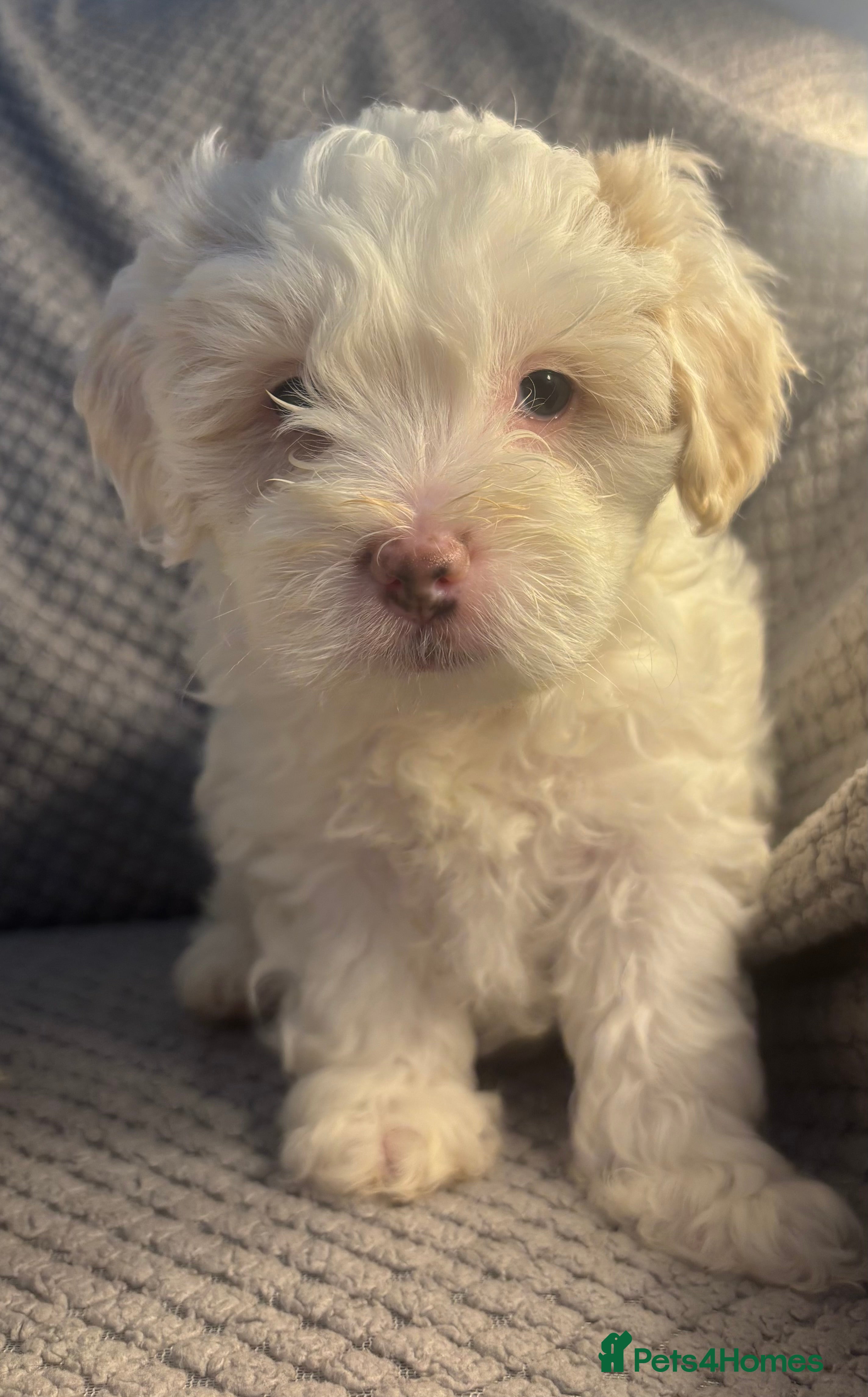 Maltipoo dogs MALTIPOO PUPPIES - Advert 2