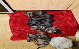 Miniature Dachshund dogs for sale: Black grey dapple, Black Tan miniature dachshund - Image 19