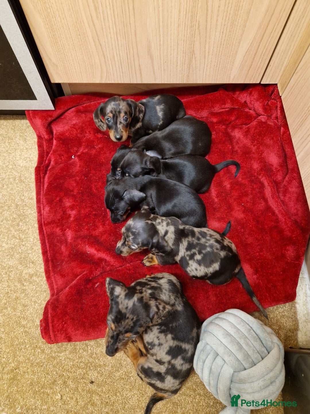 Miniature Dachshund dogs for sale: Black grey dapple, Black Tan miniature dachshund - Image 19