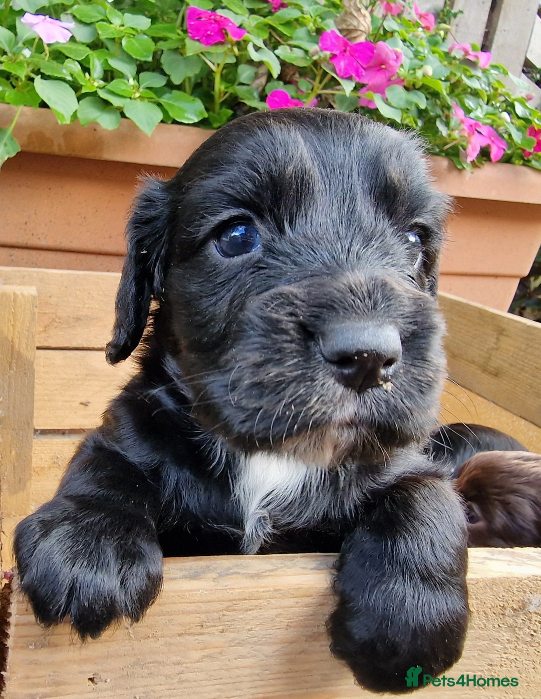 Cocker Spaniel dogs for sale: Cocker Spaniel Puppies - KC Registered  - Image 8