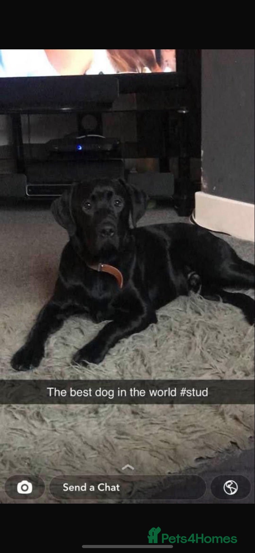 Labrador Retriever dogs Black Labrador for stud - Advert 1