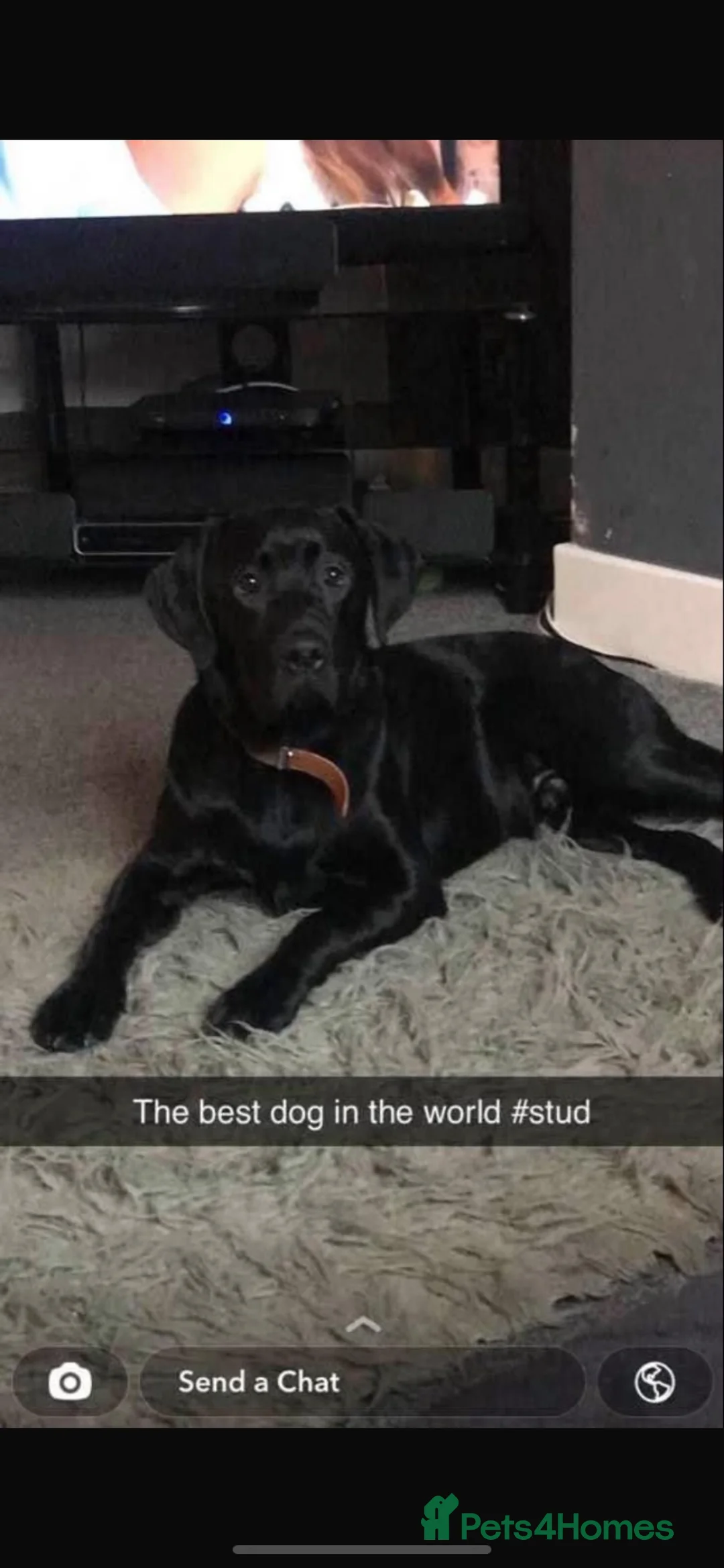 Labrador Retriever dogs for stud: Black Labrador for stud - Advert 1