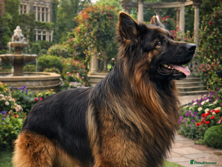 German Shepherd dogs KC REG FULLY HEALTH TESTED German Shepherd Stud in Macclesfield - Advert 1