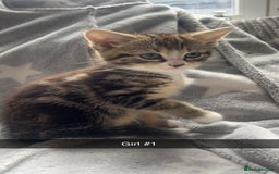 Mixed Breed cats for sale: kittens ready for reservation  - Image 16