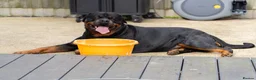 Rottweiler dogs for stud: Beautiful German Rottweiler stud  - Advert 2