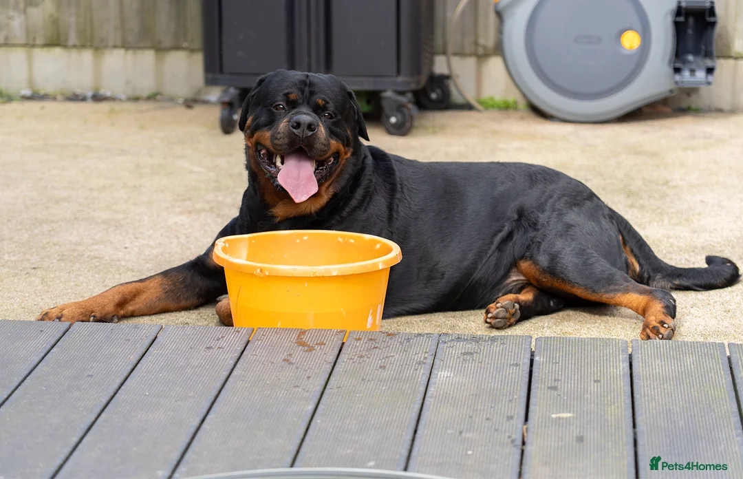 Rottweiler dogs for stud: Beautiful German Rottweiler stud  - Advert 2