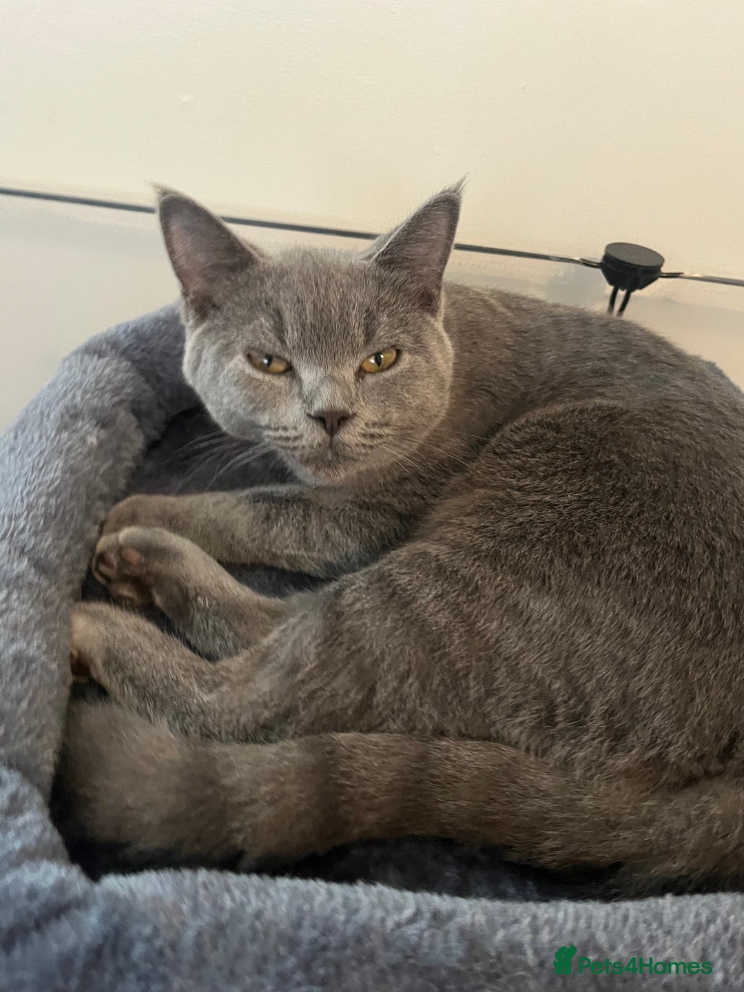 British Shorthair cats for sale: British Shorthair X Ragdoll - Image 5