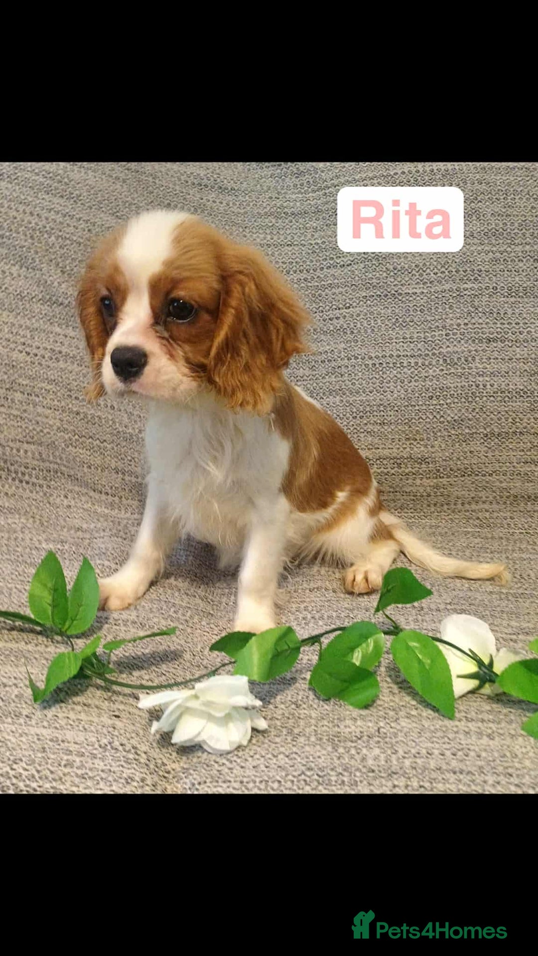 Cavalier King Charles Spaniel dogs for sale: Beautiful quality kc registered cavalier puppies  - Image 3