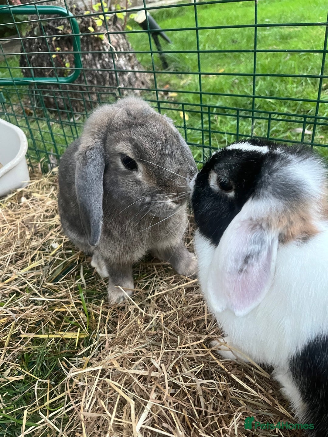 Mini Lop rabbits for sale: Mini lop ear rabbits & hutch/run included  - Image 1