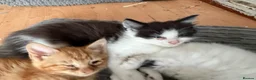 Mixed Breed cats for sale: Mixed Breed Kittens 1 M 3 F - Advert 2
