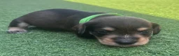 Mixed Breed dogs for sale: Beautiful miniature Schnoxie - Advert 10