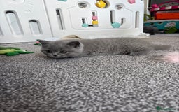 British Shorthair cats for sale: Stunning GCCF registered British shorthair kittens - Image 9