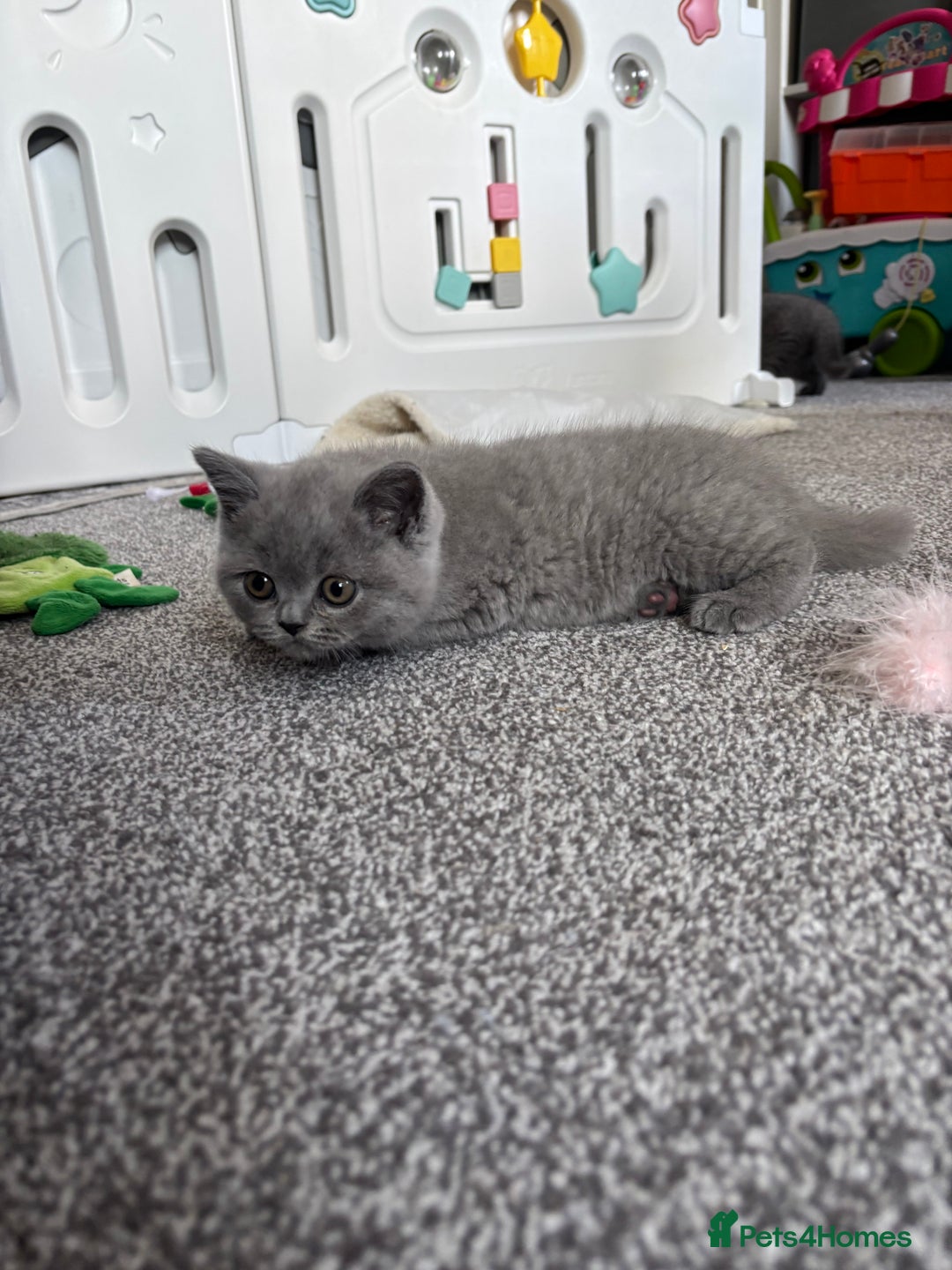 British Shorthair cats for sale: Stunning GCCF registered British shorthair kittens - Image 9