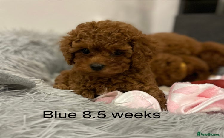 Toy Poodle dogs - Advert 6