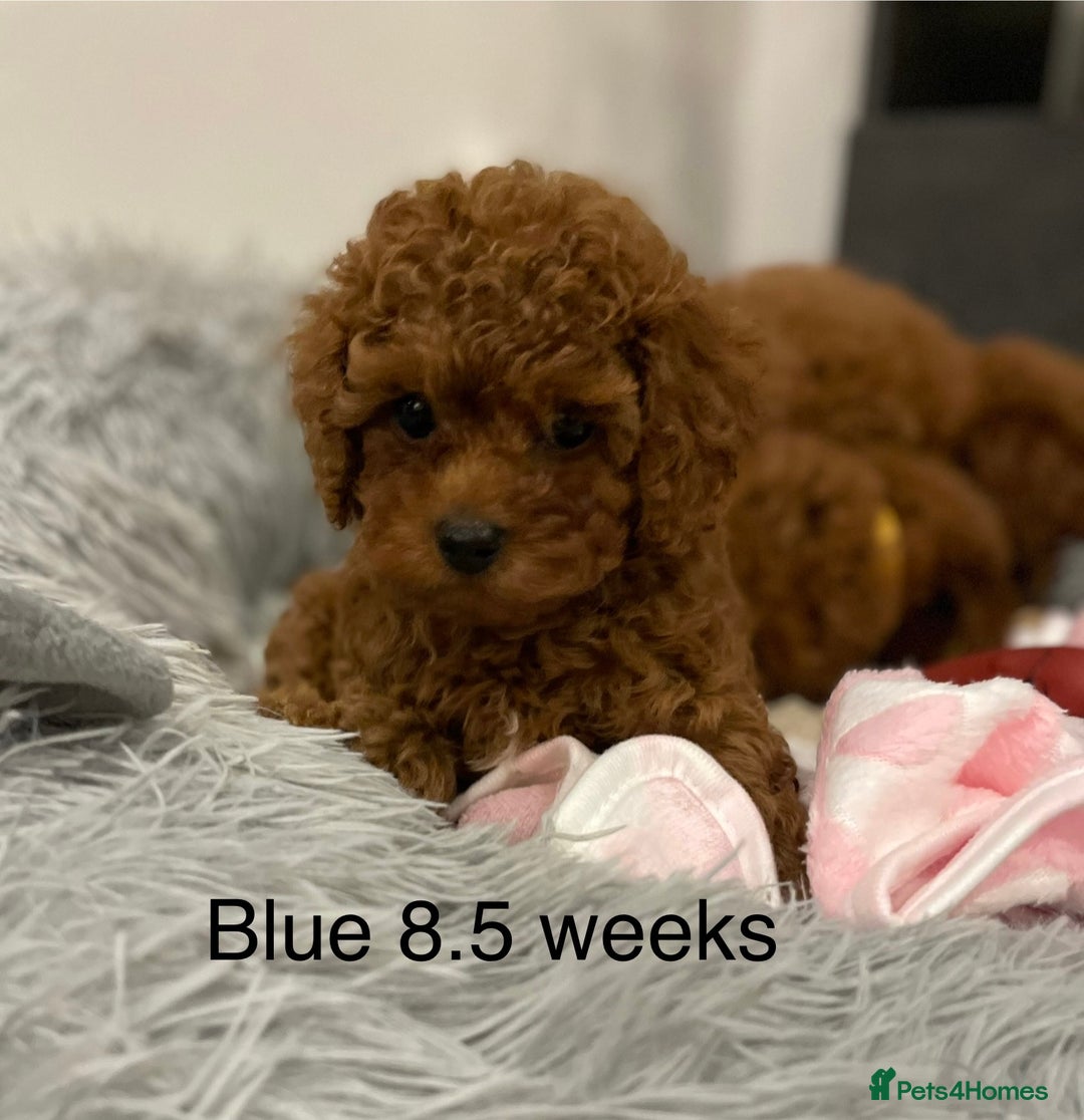 Toy Poodle dogs for sale: Asian Toy Poodle Puppies  - Image 1