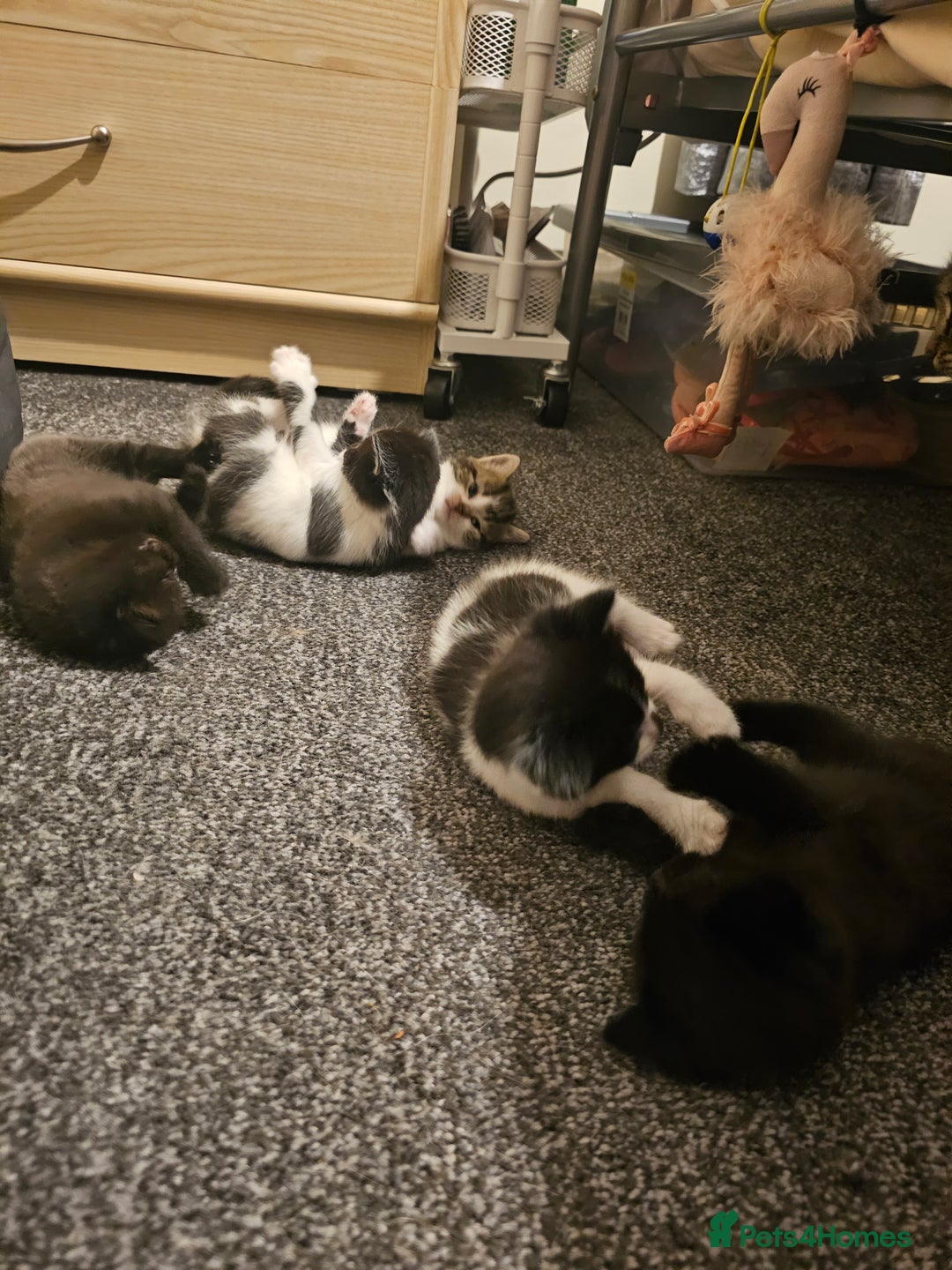 Mixed Breed cats for sale: Adorable ♥️ kittens 😸 😍  - Image 8