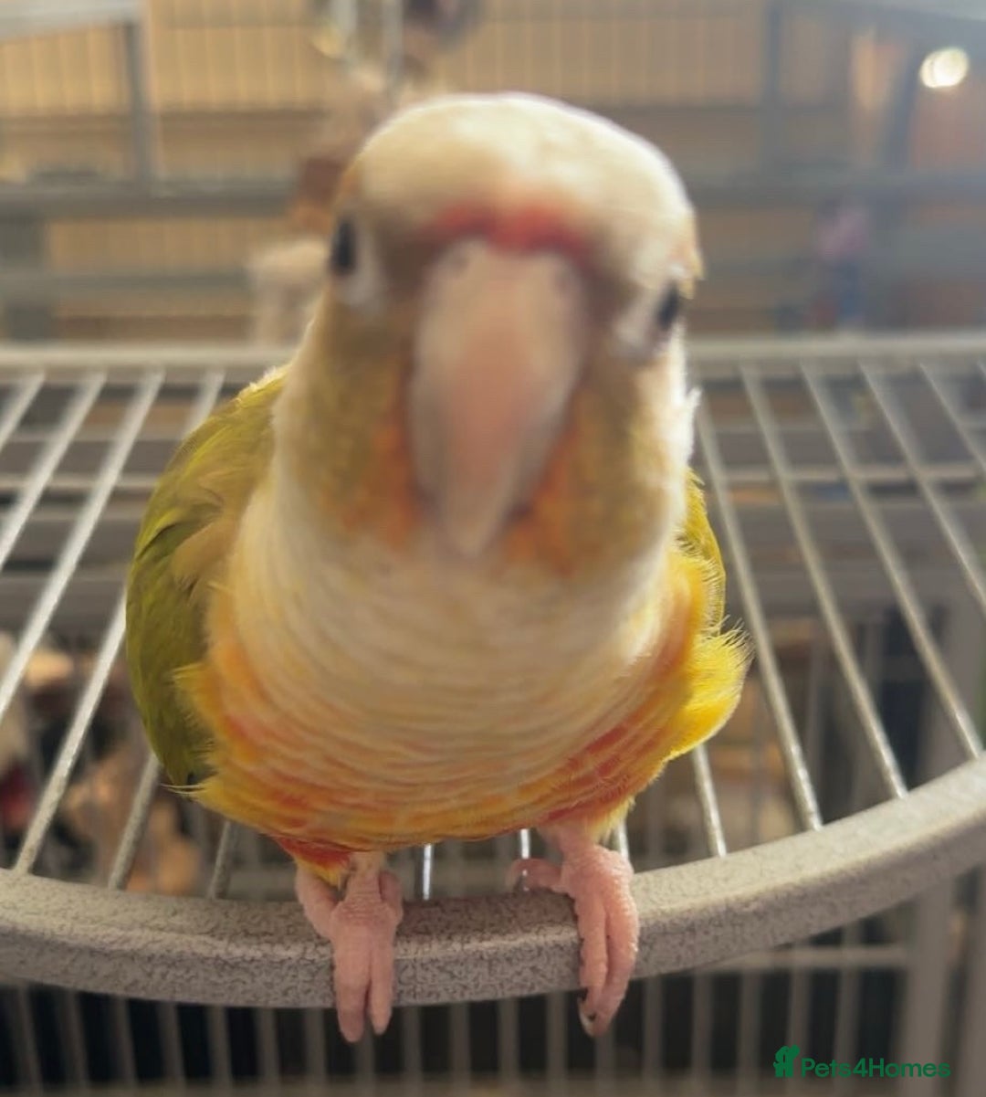 Parrots birds for sale: bonded pair of parrots  - Image 3