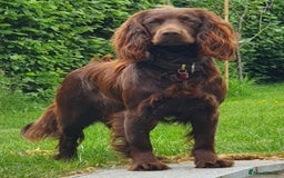Sprocker dogs for sale: Stunning Sprocker Spaniel puppies  - Image 18