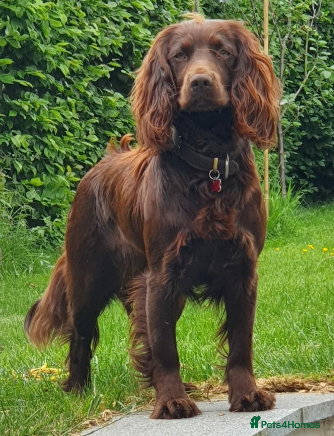 Sprocker dogs for sale: Stunning Sprocker Spaniel puppies  - Image 18
