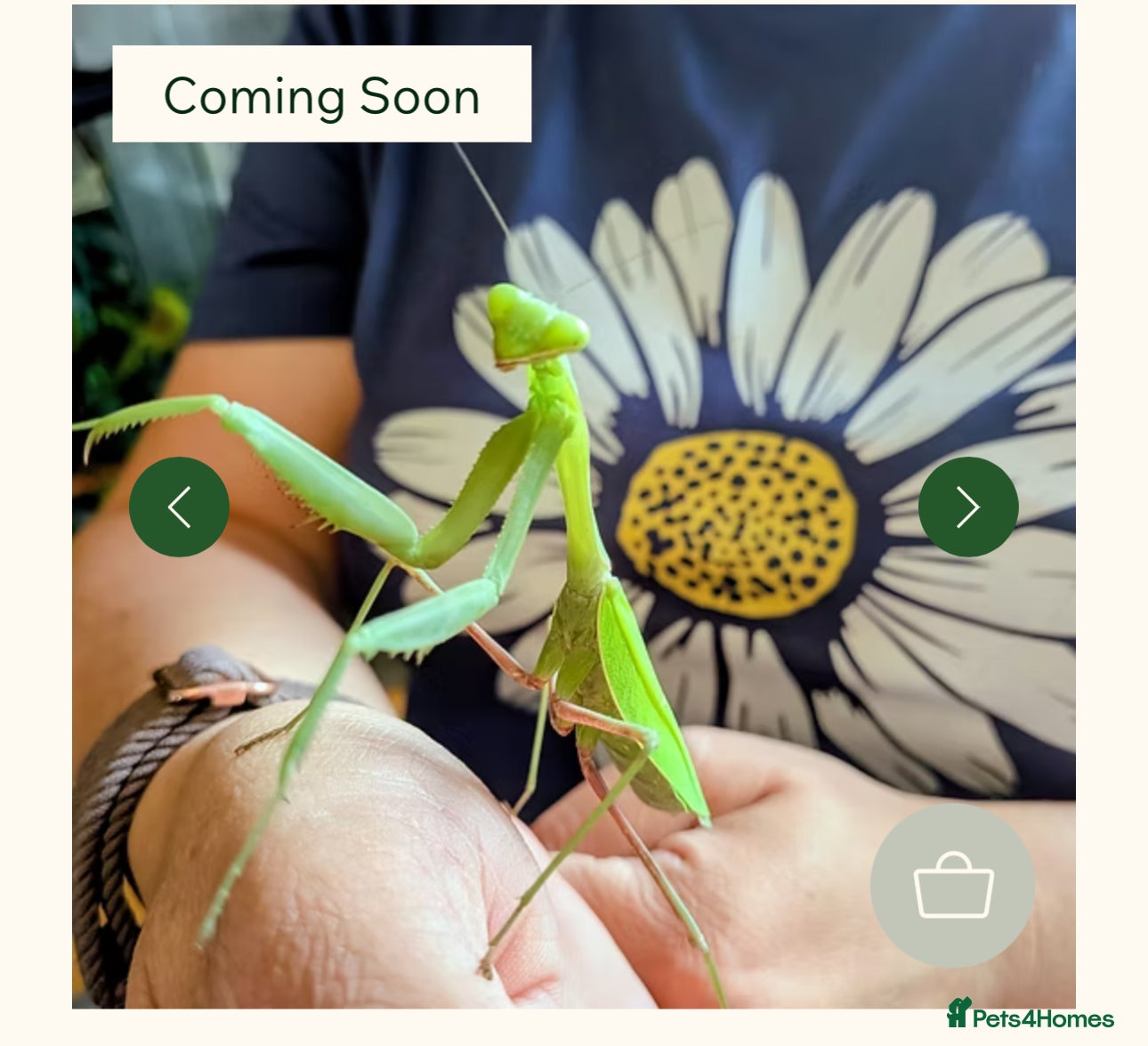 Praying Mantis invertebrates Various species available  - Advert 1