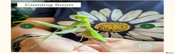 Praying Mantis invertebrates for sale: Various species available  - Advert 1